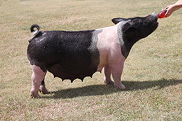 Mai Family Showpigs Females