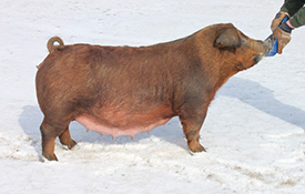 Mai Family Showpigs 2-5D