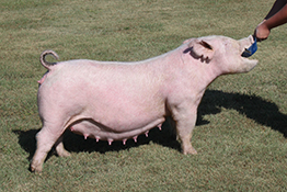 Mai Family Showpigs