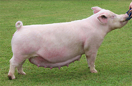 Mai Family Showpigs