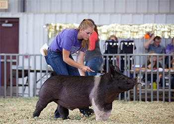 Mai Family Showpigs Winners