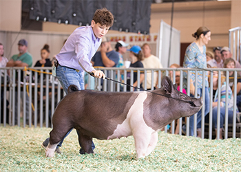 Mai Family Showpigs Winners