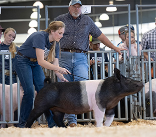 Mai Family Showpigs Winners