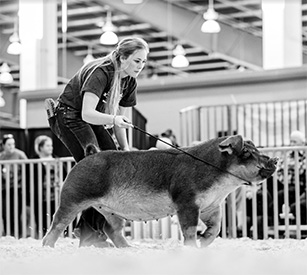 Mai Family Showpigs Winners
