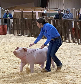 Mai Family Showpigs Winners