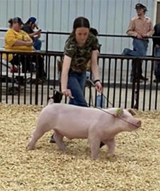 Mai Family Showpigs Winners